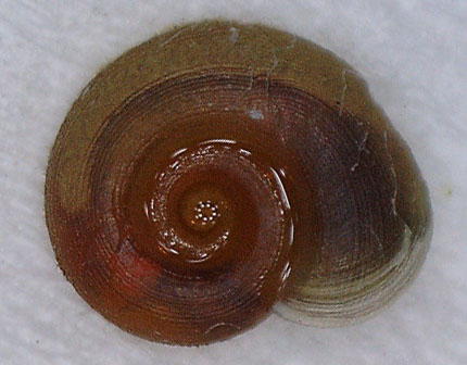 Gyraulus albus?